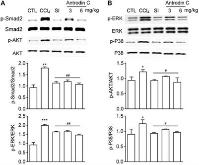 Antrodia camphorata-Derived Antrodin C Inhibits Liver Fibrosis by Blocking TGF-Beta and PDGF Signaling Pathways